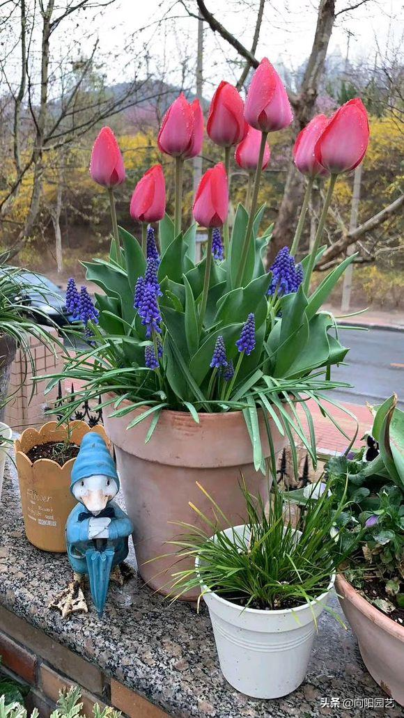 We grow tulips in winter