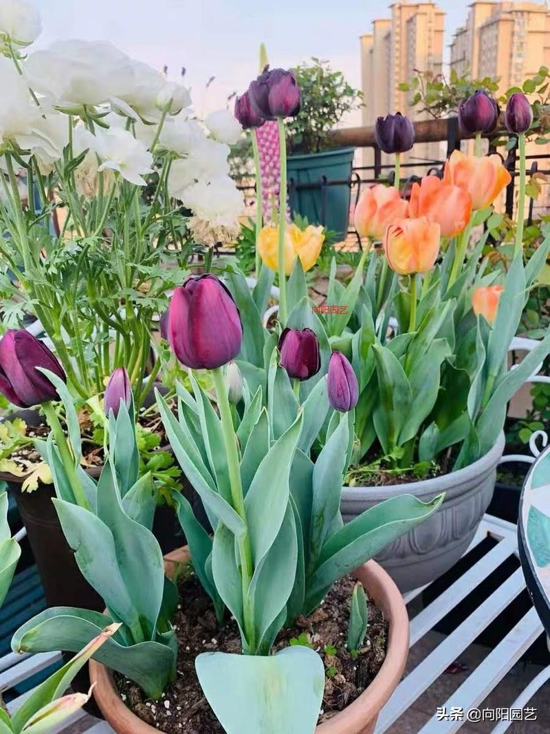 We grow tulips in winter