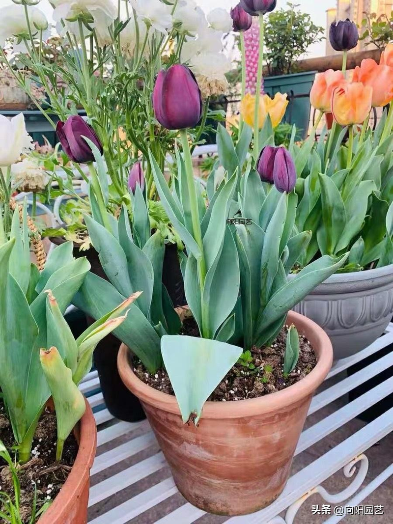 We grow tulips in winter