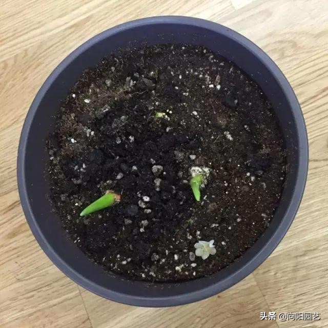 We grow tulips in winter