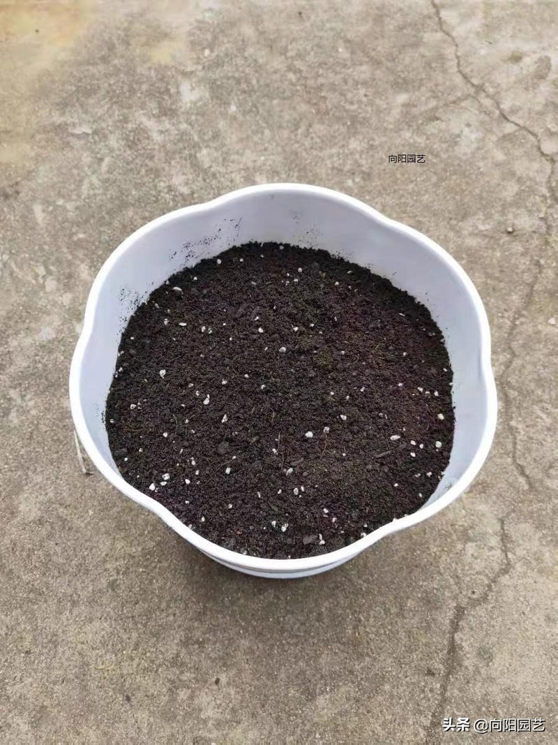 We grow tulips in winter