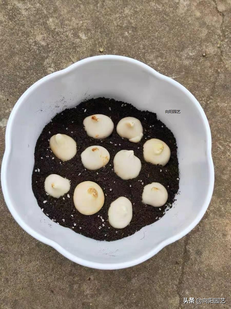 We grow tulips in winter