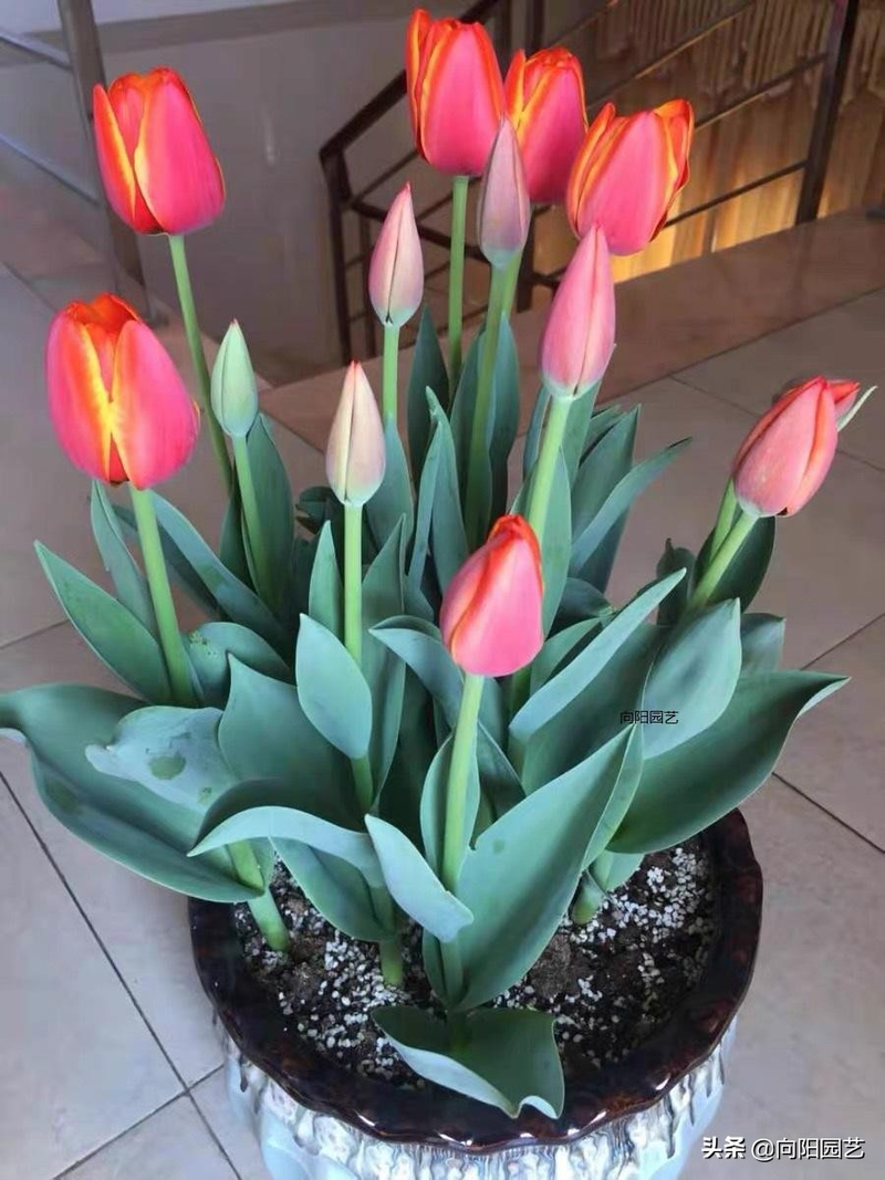 We grow tulips in winter