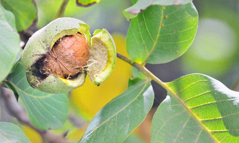 Plantation of walnut trees