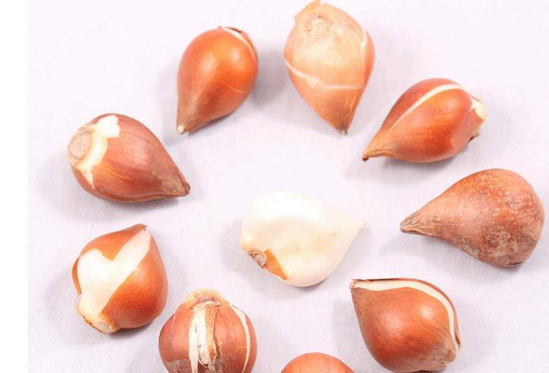 郁金香盆花 花卉栽培技术