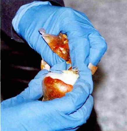 冬天种郁金香种球种植方法