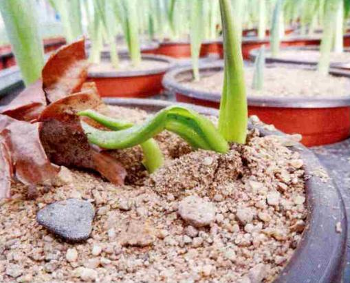 冬天种郁金香种球种植方法