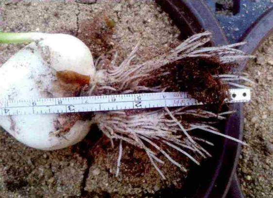 冬天种郁金香种球种植方法