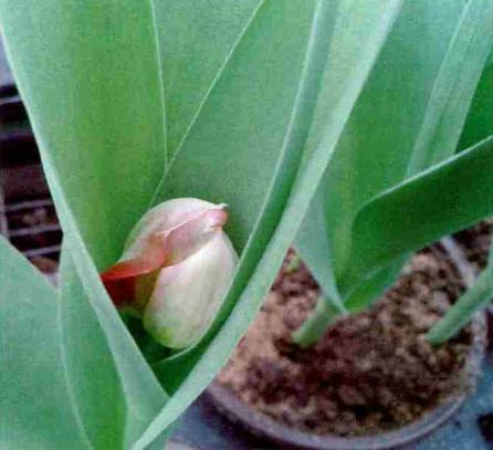 冬天种郁金香种球种植方法