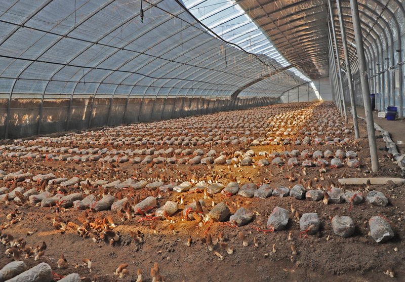 范县：食用菌产业撑起“致富伞”