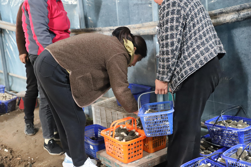 致富经食用菌种植技术