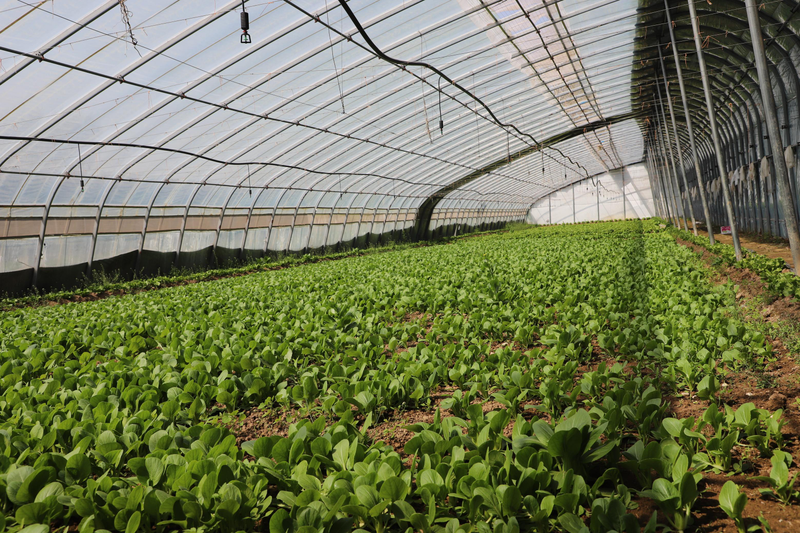 致富经食用菌种植技术