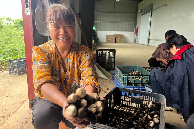 致富经食用菌种植技术