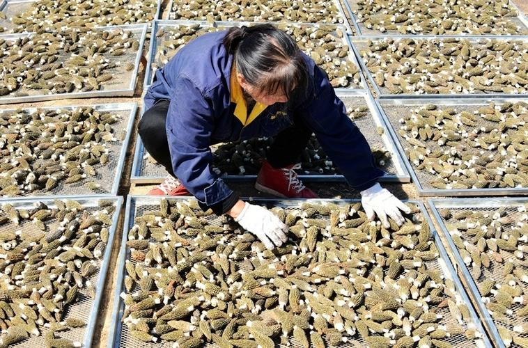 致富经食用菌种植技术