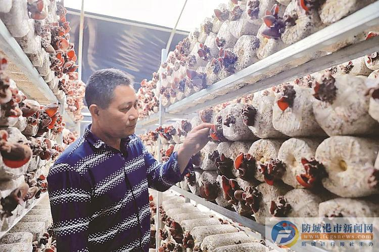 致富经食用菌种植技术