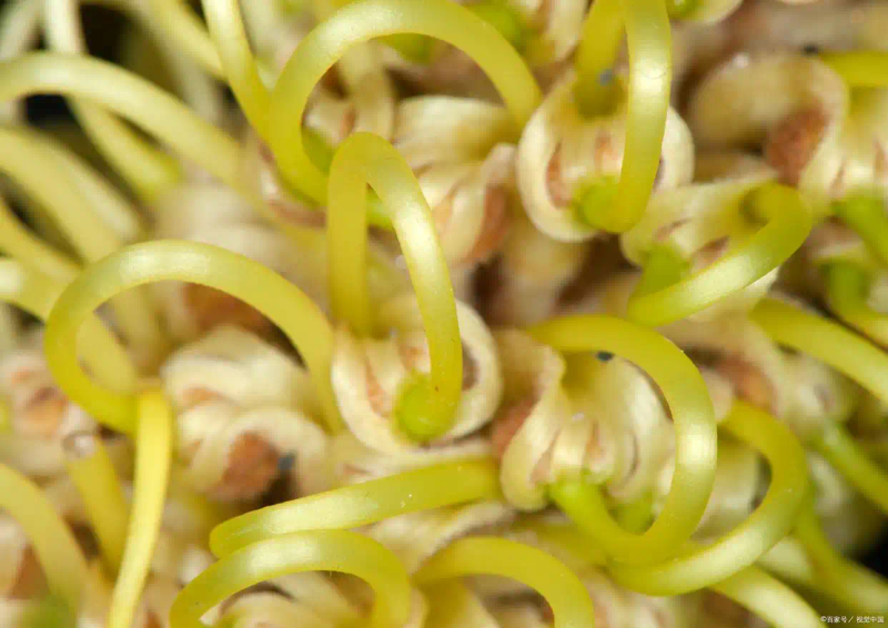 芽苗菜种植方法 技巧