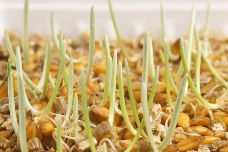 芽苗菜种植方法 技巧