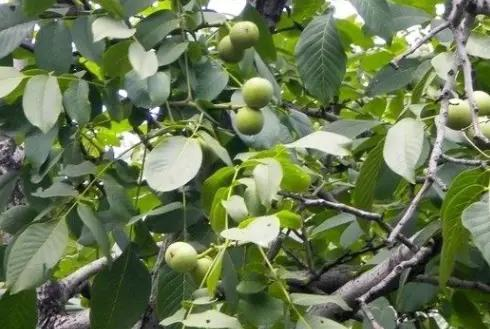 Plantation of walnut trees