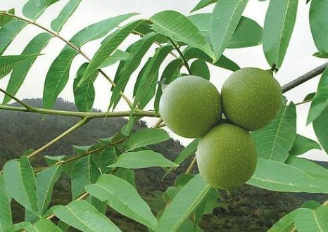 Plantation of walnut trees