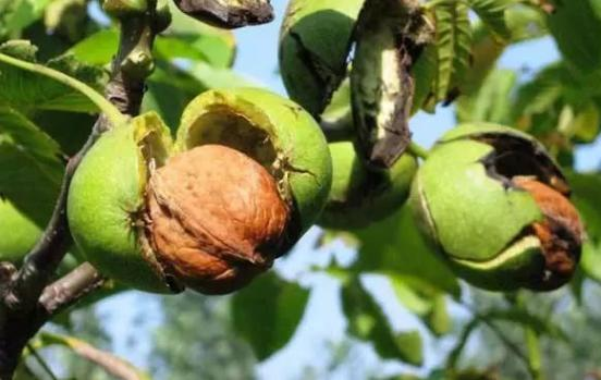 Plantation of walnut trees