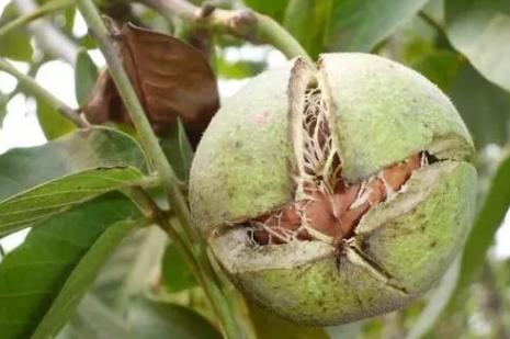 Plantation of walnut trees