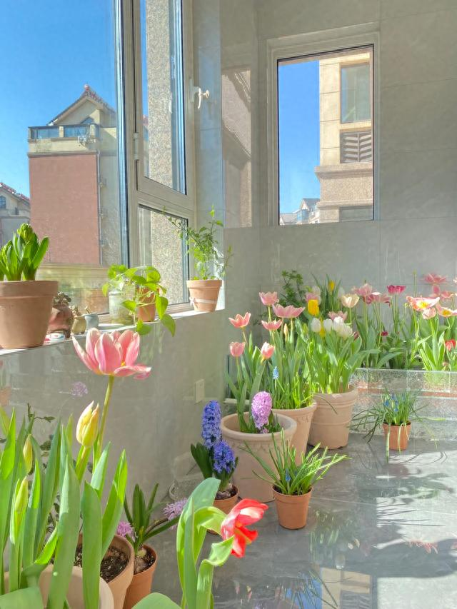 郁金香种球种植方法图解