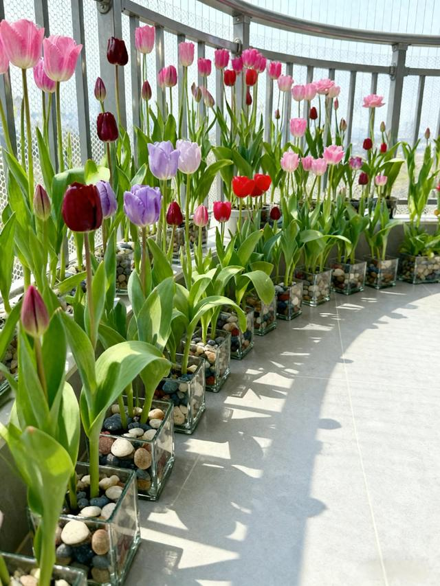 郁金香种球种植方法图解