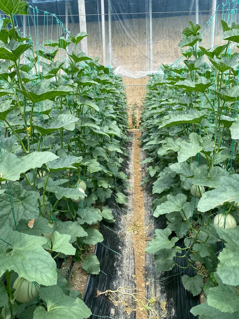 香瓜种子的种植方法