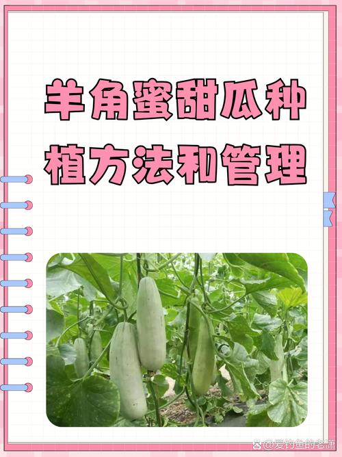 香瓜种子的种植方法