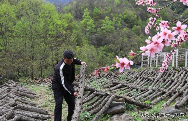 致富经食用菌种植技术