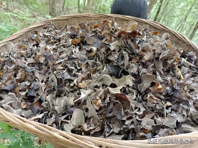 致富经食用菌种植技术