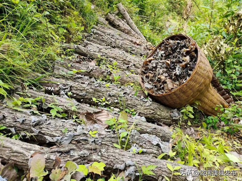 致富经食用菌种植技术
