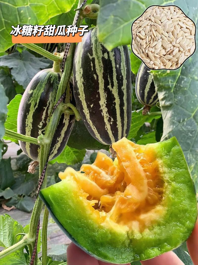 The method of cultivation of the vanilla seeds