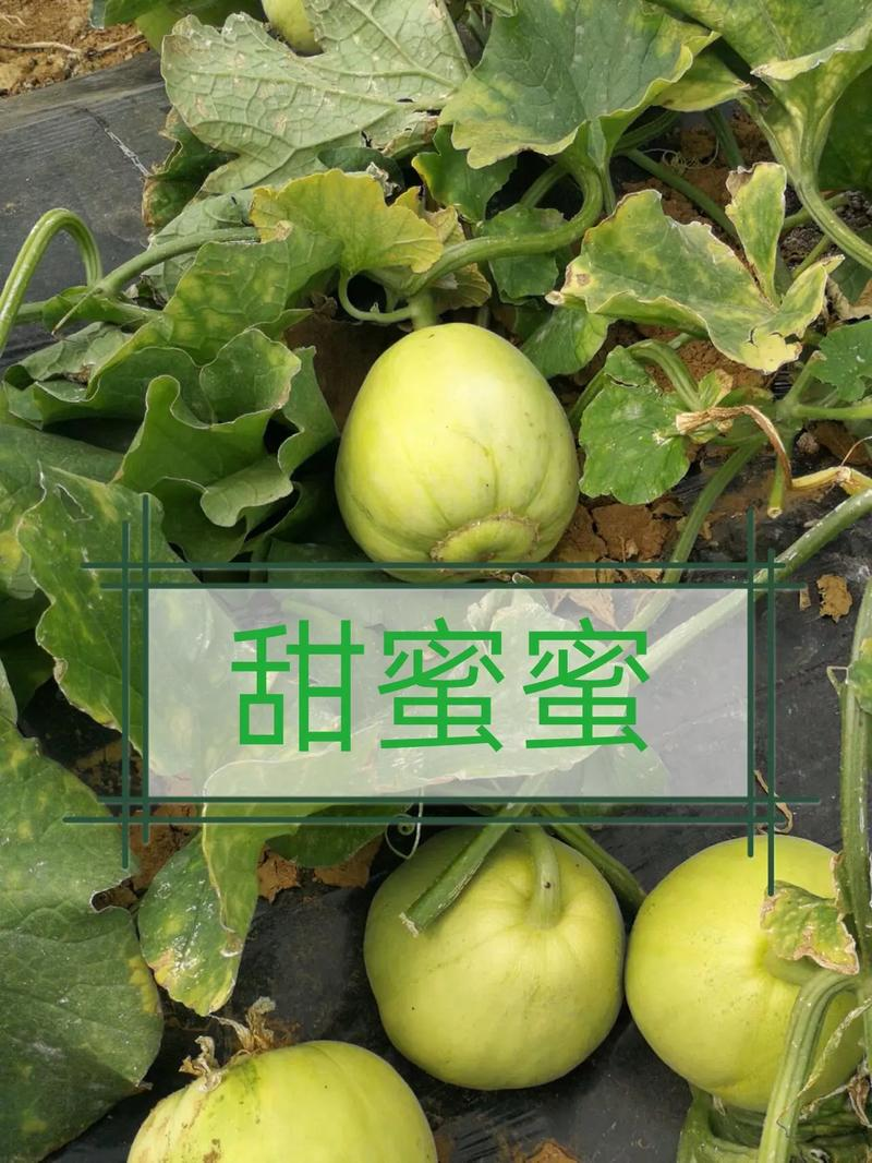 The method of cultivation of the vanilla seeds