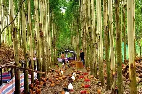 在树林养鸡要多少成本