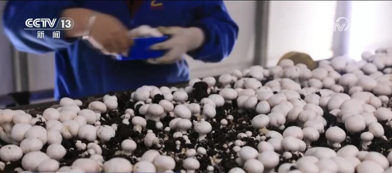 致富经食用菌种植技术