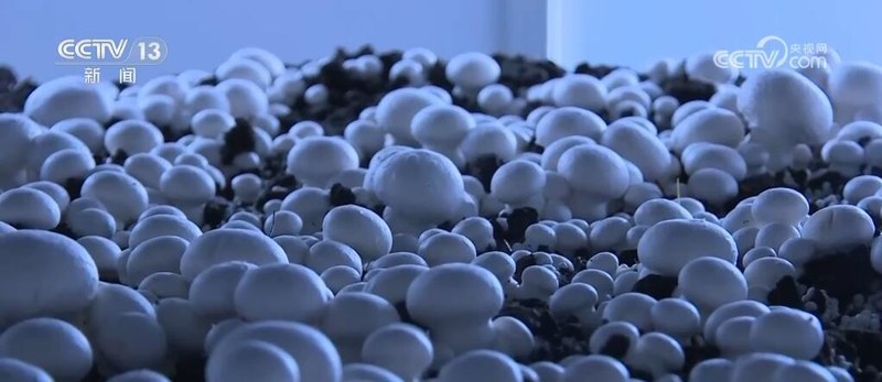 致富经食用菌种植技术