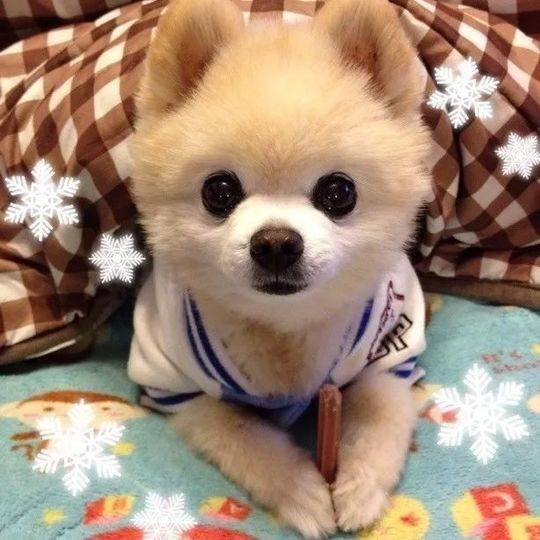 俊介多少钱一只