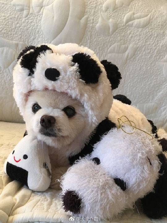 俊介多少钱一只