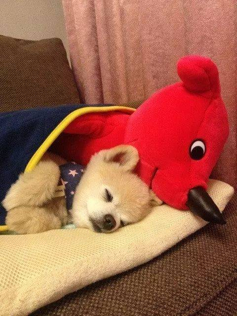 俊介多少钱一只