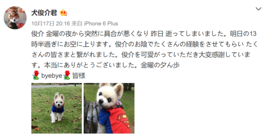 俊介多少钱一只