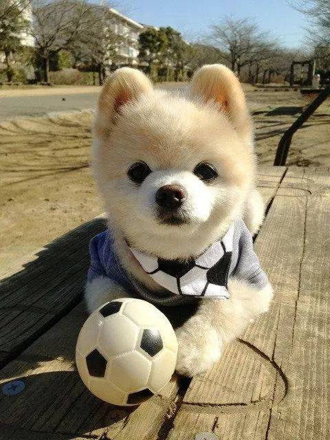 俊介多少钱一只