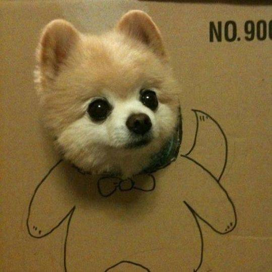 俊介多少钱一只