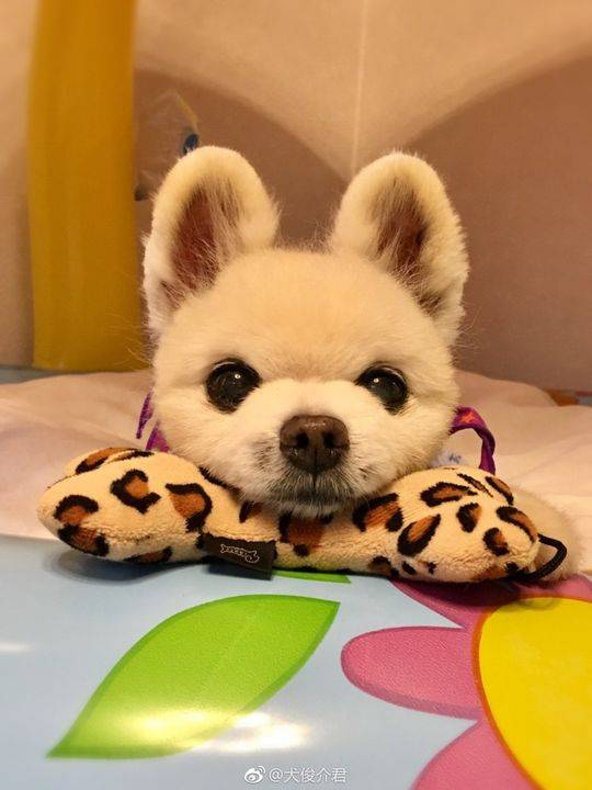 俊介多少钱一只