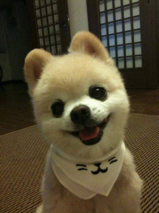 俊介多少钱一只