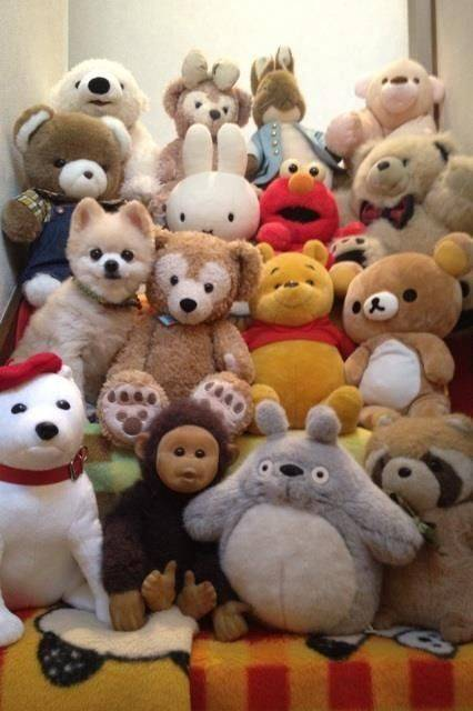 俊介多少钱一只