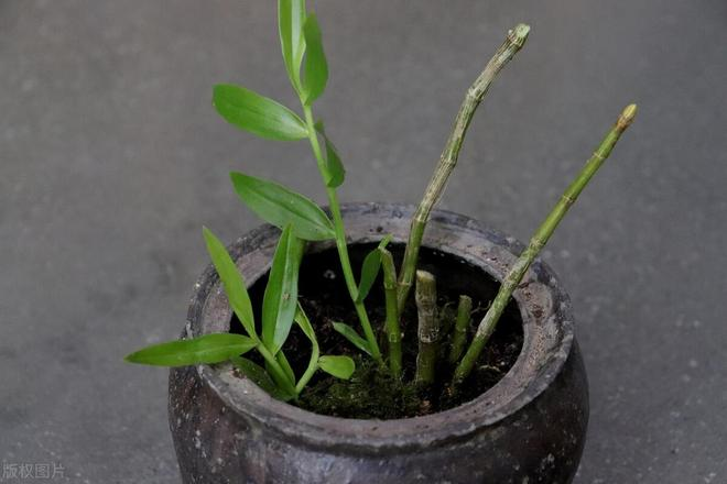 Artificial platinum cultivation techniques