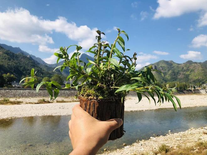 Artificial platinum cultivation techniques