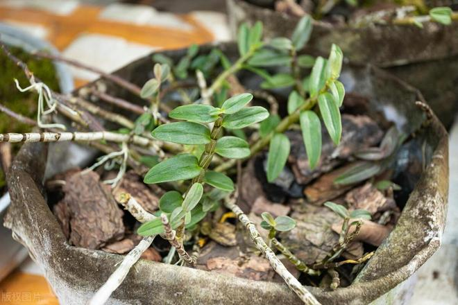 Artificial platinum cultivation techniques