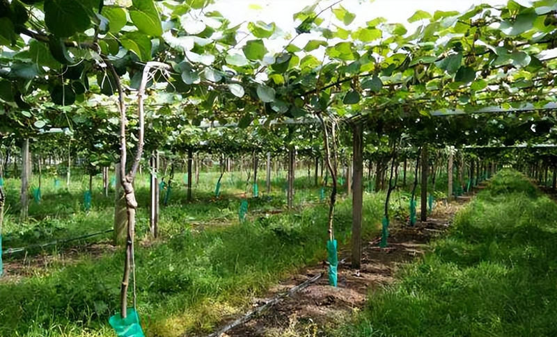 How do you plant herb seeds